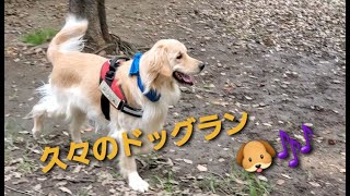 久々のﾄﾞｯｸﾞﾗﾝに大興奮なｺﾞｰﾙﾃﾞﾝﾚﾄﾘﾊﾞｰ🐶ﾛｷ♂(とﾏﾏ👩‍🦱)