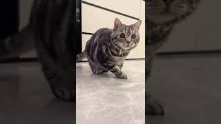 #音乐一响靓猫出场 #猫咪舞 #猫咪摇