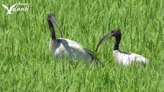 Ibis Sacro (Threskiornis aethiopicus) | African sacred ibis in Italy