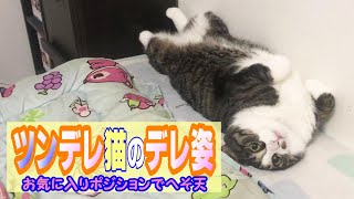 お気に入りポジションでへそ天するツンデレ猫　【cute kitten】【# 野良猫#保護猫#保護子猫#捨て猫】