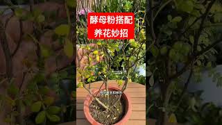 用酵母粉养花的几种妙招