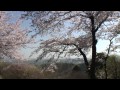 栃木県　太平山の桜