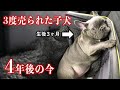 【感動】生後3ヶ月で3度飼い主に売られた子犬。愛してくれる家族と出会い、4年後の今の姿に涙腺崩壊…