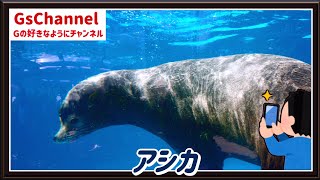 【🇯🇵旅日記】サンシャイン水族館:アシカの巨体が泳ぐ