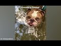 funny pets of 2024 best animal videos