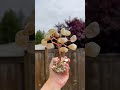 pyrite crystal base tree collection