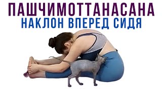 Пашчимоттанасана (наклон вперед сидя) - как улучшить гибкость и здоровье спины | Наталья Орбу