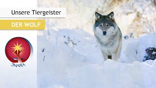 Unsere Tiergeister: Der Wolf - Geist des Wissens der Naturmythen