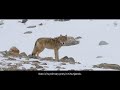 Forgotten Wolves of the North #WildlifeDiariesofPakistan