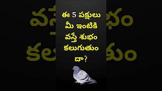 ఈ 5 పక్షులు మీ ఇంటికి వస్తే శుభం కలుగుతుందా? | Good Luck If These 5 Birds Come To Your House?