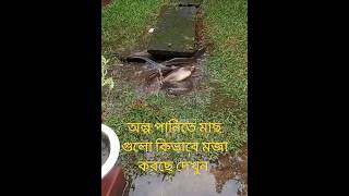 অল্প পানিতে মাছ গুলো কিভাবে মজা করছে দেখুন