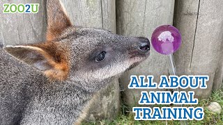 How To Train Animals