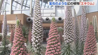 「ジュエリータワー」とも呼ばれます　宝石のような花「エキウム」展示　愛知