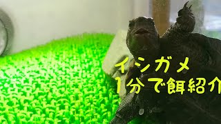 イシガメ餌紹介1分で簡単に♪