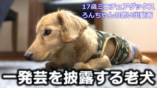 素晴らしい芸ができる賢い老犬ミニチュアダックス【思い出動画】