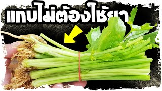 แทบไม่ต้องใช้ยา!!  มีอาการนี้แนะกินขึ้นฉ่าย คนส่วนใหญ่คิดไม่ถึง | Nava DIY