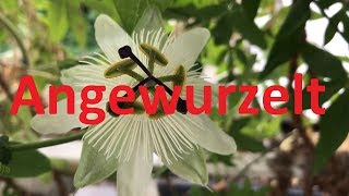 Passionsblume durch Stecklinge angewurzelt Teil 2 Passiflora vermehrtt