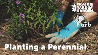 Planting a Perennial | Ask the Arboretum Experts