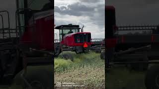 Swathing Canola with a Massey Ferguson WR9960