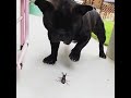 ビビる犬はるおくん〈フレンチブルドッグ〉frenchbulldog