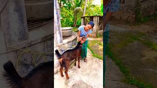THE GIRL SAVED HIS GOAT🤣🤣🤣🤣#funny #shorts ♥️♥️♥️♥️