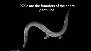 Yale Genetics Seminar 12/13/22 | Dr. Jeremy F. Nance, PhD | Regulation of C. elegans primordial.....