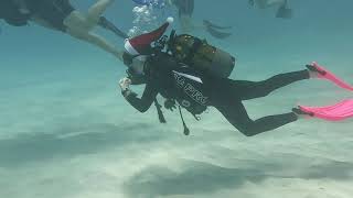 Christmas dive 2023