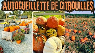 🎃🎃Autocueillette de citrouilles au Canada🎃Ferme Familiale 🍂Automne🍂 Drummondville,Québec,Canada2024🎃