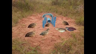 Awesome Quick Bird Trap Using Plastic Basket With Electric - How To Make Bird With Water Pipe