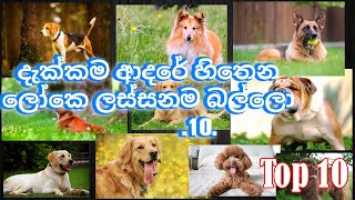 දැක්කම ආදරේ හිතෙන ලෝකෙ වැඩියෙන්ම මිනිසුන් සමග හිතවත් බල්ලො වර්ග 10 [𝑻𝒐𝒑 10 𝒊𝒏 𝒕𝒉𝒆 𝒘𝒐𝒓𝒍𝒅]