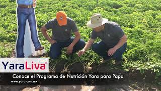 YaraTips - Importancia del nitrato de calcio en el cultivo de Papa