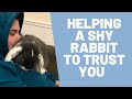 How to help your shy rabbit trust you, in 4 easy steps