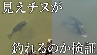 浅瀬に泳ぐ［見えチヌ］を釣ることができるのか？エサ釣りで検証すると衝撃の釣果になりました