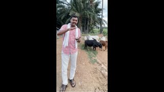 2 అడుగుల ఆవులు | Miniature Cows | #Shorts