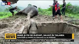 MAMĂ ȘI PUI DE ELEFANT, SALVAȚI ÎN THAILANDA_Știri B1_14 iulie 2022