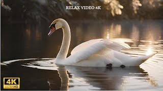 L'eleganza del cigno - The elegance of the swan  🦢