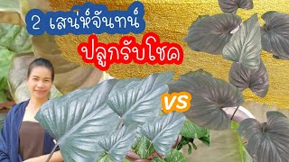 แยกให้ออก เสน่ห์จันทร์ดำvsเสน่ห์จันทร์นาค ไม้มงคลรับโชค