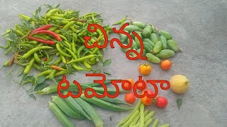 చిన్న టమోటా