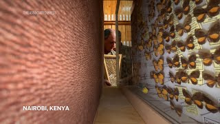 The butterfly collector with more than 4.2 million insects seeks a safe haven