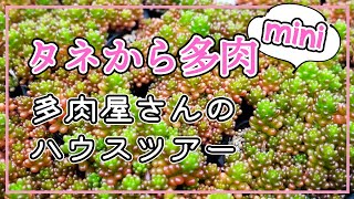 【多肉植物】【mini】働いている多肉屋さんのミニハウスツアーご案内します！