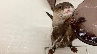 あまりにもはしゃぎすぎる風呂場でのカワウソ Otter in a bathtub that is too frolicking