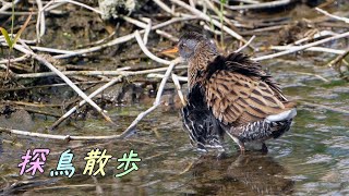 GW 久しぶりに浅羽ビオトープで探鳥散歩