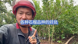 移栽石榴树北方可以在秋季春季进行，而南方秋季冬季春季都可以