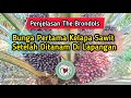 Penjelasan The Brondols: Bunga Pertama Kelapa Sawit Setelah Ditanam Di Lapangan