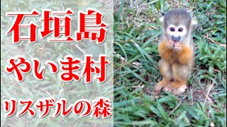 石垣島旅行番外編！！　やいま村・リスザルの森、かわいいリスザルに会いに行ってきました！【まいど！フロム大阪 TO 石垣島 】