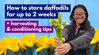 How to dry store daffodils for up to 2 weeks + harvesting \u0026 conditioning tips