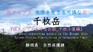 【日本百名山】荒川岳・赤石岳大縦走!南限を生きる可憐な花『南アルプスを守るお話_千枚小屋編』