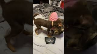 Throwback; peach uninjured ❤️🥹 #shorts #youtubeshorts #dogmom #dogsofyoutube #catmom #catsofyoutube
