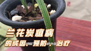 兰花炭疽病的成因，预防、治疗