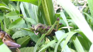 トノサマバッタが前脚で草を掴んで食べている姿がカワイすぎて激萌え☆